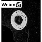 NH MER35 145 Pan troglodytes schweinfurthii hand phalanx first proximal right ct stack movie