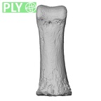 NH MER35 145 Pan troglodytes schweinfurthii hand phalanx first proximal right ply