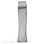 NH MER35 145 Pan troglodytes schweinfurthii hand phalanx fourth proximal right palmar