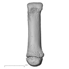 NH MER35 145 Pan troglodytes schweinfurthii metacarpal first right palmar