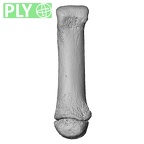 NH MER35 145 Pan troglodytes schweinfurthii metacarpal first right ply
