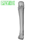 NH MER35 145 Pan troglodytes schweinfurthii metacarpal fourth right ply