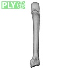 NH MER35 145 Pan troglodytes schweinfurthii metacarpal second right ply