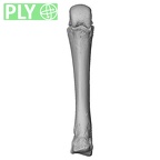 NH MER35 145 Pan troglodytes schweinfurthii metacarpal third right ply