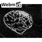 NH MER35 145 Pan troglodytes schweinfurthii pisiform right ct stack movie