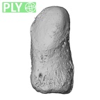 NH MER35 145 Pan troglodytes schweinfurthii pisiform right ply