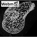 NH MER35 145 Pan troglodytes schweinfurthii scaphoid right ct stack movie