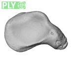 NH MER35 145 Pan troglodytes schweinfurthii scaphoid right ply