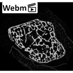 NH MER35 145 Pan troglodytes schweinfurthii trapezium right ct stack movie