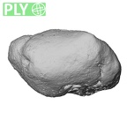 NH MER35 145 Pan troglodytes schweinfurthii trapezium right ply