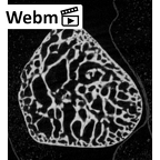 NH MER35 145 Pan troglodytes schweinfurthii trapezoid right ct stack movie