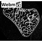 NH MER35 145 Pan troglodytes schweinfurthii triquetrum right ct stack movie