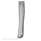NH MER35 152 Pan troglodytes schweinfurthii metacarpal fifth left palmar