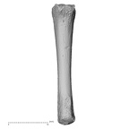 NH MER35 152 Pan troglodytes schweinfurthii metacarpal fourth left palmar