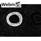 NH MER35 152 Pan troglodytes schweinfurthii metacarpal fourth left ct stack movie