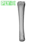 NH MER35 152 Pan troglodytes schweinfurthii metacarpal fourth left ply