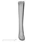 NH MER35 152 Pan troglodytes schweinfurthii metacarpal second left palmar
