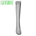 NH MER35 152 Pan troglodytes schweinfurthii metacarpal second left ply