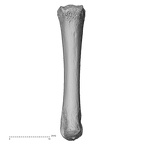 NH MER35 152 Pan troglodytes schweinfurthii metacarpal third left palmar