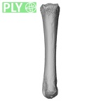 NH MER35 152 Pan troglodytes schweinfurthii metacarpal third left ply