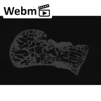 NH MER35 86 Pan troglodytes troglodytes capitate left ct stack movie
