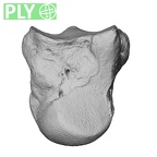 NH MER35 86 Pan troglodytes troglodytes capitate left ply