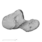 NH MER35 86 Pan troglodytes troglodytes hamate left radial