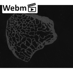 NH MER35 86 Pan troglodytes troglodytes hamate left ct stack movie