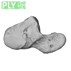 NH MER35 86 Pan troglodytes troglodytes hamate left ply
