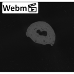 NH MER35 86 Pan troglodytes troglodytes hand phalanx fifth middle left ct stack movie