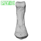 NH MER35 86 Pan troglodytes troglodytes hand phalanx fifth middle left ply