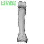 NH MER35 86 Pan troglodytes troglodytes hand phalanx fifth proximal left ply