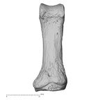 hand phalanx first proximal left