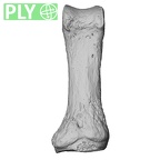 NH MER35 86 Pan troglodytes troglodytes hand phalanx first proximal left ply