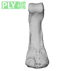 NH MER35 86 Pan troglodytes troglodytes hand phalanx fourth middle left ply