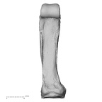 hand phalanx fourth proximal left