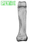 NH MER35 86 Pan troglodytes troglodytes hand phalanx second proximal left ply