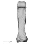hand phalanx third proximal left