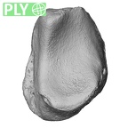 NH MER35 86 Pan troglodytes troglodytes lunate left ply