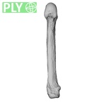 NH MER35 86 Pan troglodytes troglodytes metacarpal fifth left ply