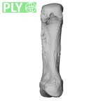 NH MER35 86 Pan troglodytes troglodytes metacarpal first left ply