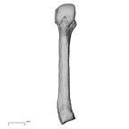 metacarpal fourth left
