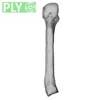 NH MER35 86 Pan troglodytes troglodytes metacarpal fourth left ply