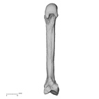 metacarpal second left