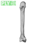 NH MER35 86 Pan troglodytes troglodytes metacarpal second left ply