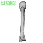 NH MER35 86 Pan troglodytes troglodytes metacarpal third left ply