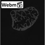 NH MER35 86 Pan troglodytes troglodytes pisiform left ct stack movie