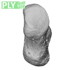 NH MER35 86 Pan troglodytes troglodytes pisiform left ply