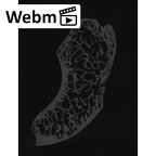 NH MER35 86 Pan troglodytes troglodytes scaphoid left ct stack movie