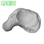 NH MER35 86 Pan troglodytes troglodytes scaphoid left ply